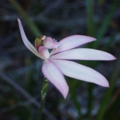 Caladenia picta at Jervis Bay, JBT - suppressed