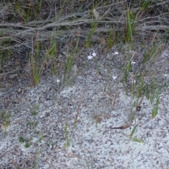 Caladenia picta at Jervis Bay, JBT - suppressed