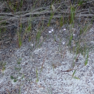 Caladenia picta at Jervis Bay, JBT - 18 May 2022