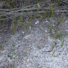 Caladenia picta at Jervis Bay, JBT - 18 May 2022