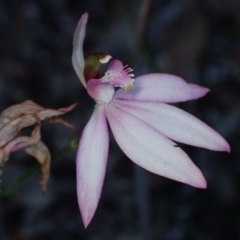 Caladenia picta at Jervis Bay, JBT - 18 May 2022