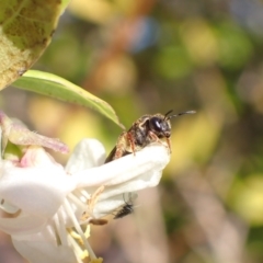 Lasioglossum (Chilalictus) bicingulatum (Halictid Bee) at Murrumbateman, NSW - 18 Jun 2022 by SimoneC