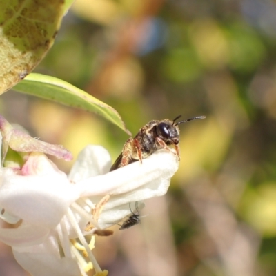 Lasioglossum (Chilalictus) bicingulatum (Halictid Bee) at Murrumbateman, NSW - 18 Jun 2022 by SimoneC