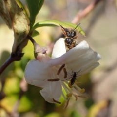 Lasioglossum (Chilalictus) bicingulatum at Murrumbateman, NSW - 18 Jun 2022