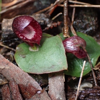 Corybas undulatus (Tailed Helmet Orchid) at Vincentia, NSW - 20 May 2022 by AnneG1