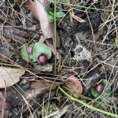 Corybas undulatus at Vincentia, NSW - 20 May 2022