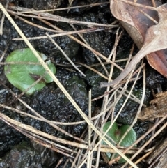 Corybas undulatus at Vincentia, NSW - suppressed