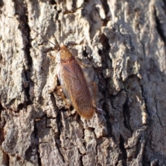 Balta spuria (A Balta Cockroach) at Murrumbateman, NSW - 18 Jun 2022 by SimoneC