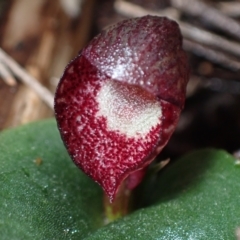 Corybas undulatus (Tailed Helmet Orchid) at Vincentia, NSW - 20 May 2022 by AnneG1