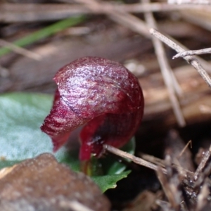 Corybas undulatus at Vincentia, NSW - suppressed