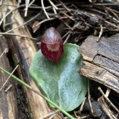 Corybas undulatus at Vincentia, NSW - suppressed