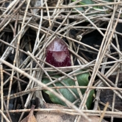 Corybas undulatus at Vincentia, NSW - suppressed