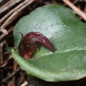 Corybas undulatus at Vincentia, NSW - suppressed