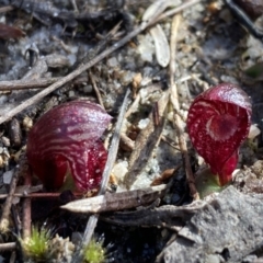 Corybas undulatus (Tailed Helmet Orchid) at Vincentia, NSW - 15 Jun 2022 by AnneG1