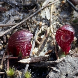 Corybas undulatus at Vincentia, NSW - 16 Jun 2022