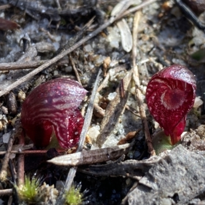 Corybas undulatus (Tailed Helmet Orchid) at Vincentia, NSW - 15 Jun 2022 by AnneG1