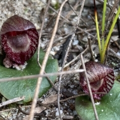 Corybas undulatus at Vincentia, NSW - 16 Jun 2022