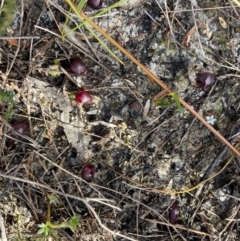 Corybas undulatus at Vincentia, NSW - suppressed