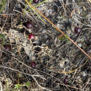 Corybas undulatus at Vincentia, NSW - 16 Jun 2022