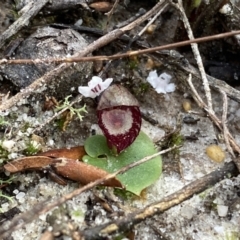 Corybas undulatus at Vincentia, NSW - suppressed