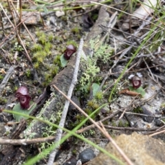 Corybas undulatus at Vincentia, NSW - suppressed