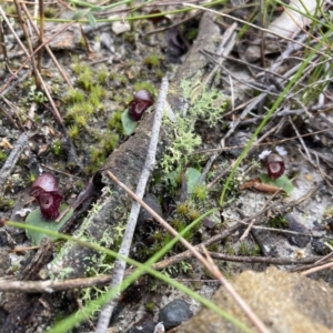 Corybas undulatus at Vincentia, NSW - 16 Jun 2022