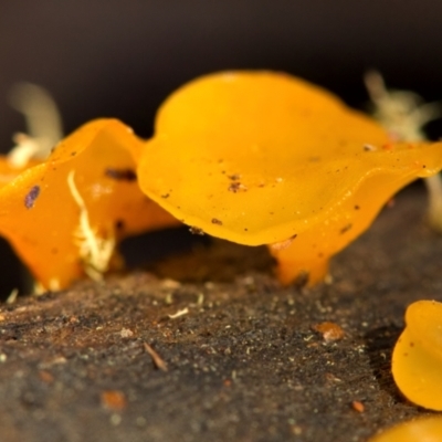 zz jelly-like puzzles at Namadgi National Park - 18 Jun 2022 by NathanaelC