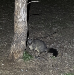 Trichosurus vulpecula (Common Brushtail Possum) at Mount Ainslie to Black Mountain - 18 Jun 2022 by JimL