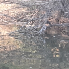 Hydromys chrysogaster (Rakali or Water Rat) at Berrima - 18 Jun 2022 by VanceLawrence