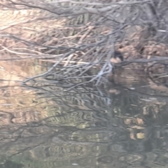Hydromys chrysogaster (Rakali or Water Rat) at Berrima, NSW - 18 Jun 2022 by VanceLawrence