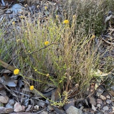 Calotis lappulacea (Yellow Burr Daisy) at Wright Park and Old Sydney Road Reserve - 18 Jun 2022 by SteveBorkowskis