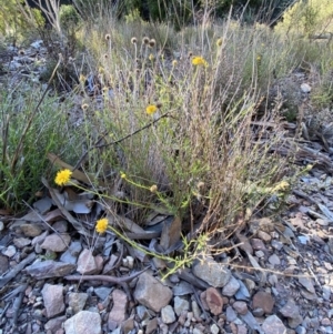 Calotis lappulacea at Queanbeyan East, NSW - 18 Jun 2022 03:36 PM