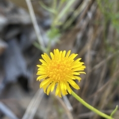 Calotis lappulacea at Queanbeyan East, NSW - 18 Jun 2022