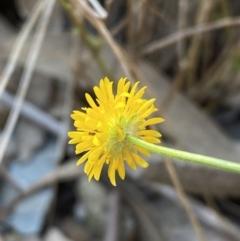 Calotis lappulacea at Queanbeyan East, NSW - 18 Jun 2022 03:36 PM