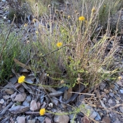 Calotis lappulacea at Queanbeyan East, NSW - 18 Jun 2022 03:36 PM