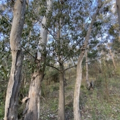 Brachychiton populneus (Kurrajong) at QPRC LGA - 18 Jun 2022 by Steve_Bok