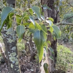 Brachychiton populneus at Queanbeyan East, NSW - 18 Jun 2022