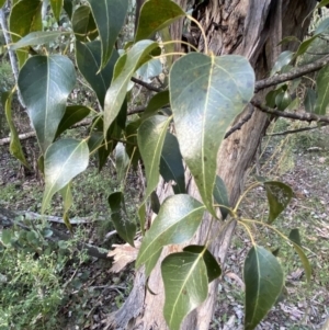 Brachychiton populneus at Queanbeyan East, NSW - 18 Jun 2022