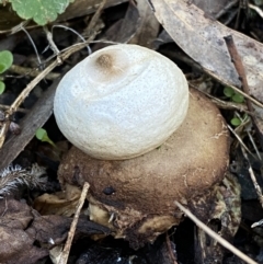 Geastrum sp. (genus) (An earthstar) at Wright Park and Old Sydney Road Reserve - 18 Jun 2022 by SteveBorkowskis