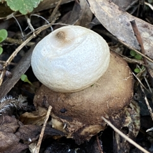 Geastrum sp. (genus) at Queanbeyan East, NSW - 18 Jun 2022 03:09 PM