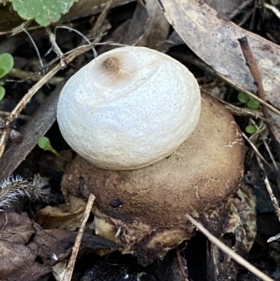 Geastrum sp. (Geastrum sp.) at QPRC LGA - 18 Jun 2022 by Steve_Bok