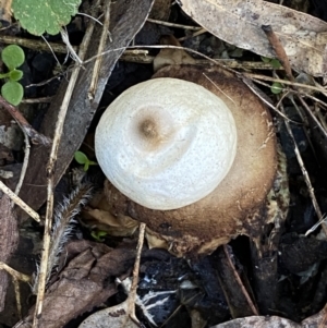 Geastrum sp. at Queanbeyan East, NSW - 18 Jun 2022