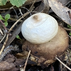 Geastrum sp. at Queanbeyan East, NSW - 18 Jun 2022