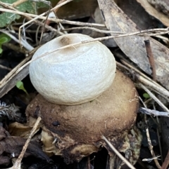 Geastrum sp. at Queanbeyan East, NSW - 18 Jun 2022