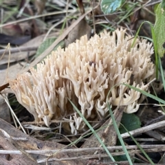 Ramaria sp. (genus) (A Coral fungus) at Wright Park and Old Sydney Road Reserve - 18 Jun 2022 by SteveBorkowskis