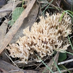 Ramaria sp. at Queanbeyan East, NSW - 18 Jun 2022