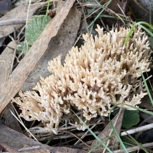 Ramaria sp. at Queanbeyan East, NSW - 18 Jun 2022 03:07 PM