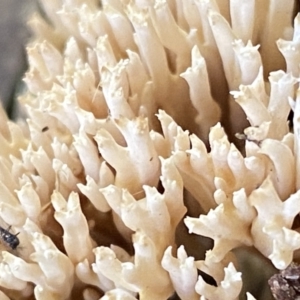 Ramaria sp. (genus) at Queanbeyan East, NSW - 18 Jun 2022 03:07 PM