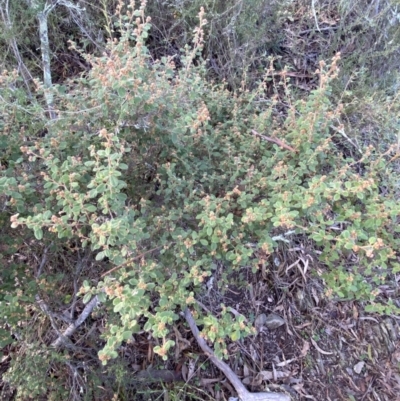 Pomaderris betulina subsp. actensis (Canberra Pomaderris) at Wright Park and Old Sydney Road Reserve - 18 Jun 2022 by SteveBorkowskis