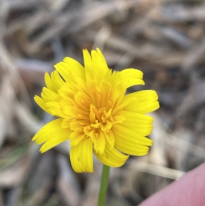 Hypochaeris radicata (Cat's Ear, Flatweed) at Queanbeyan East, NSW - 18 Jun 2022 by SteveBorkowskis